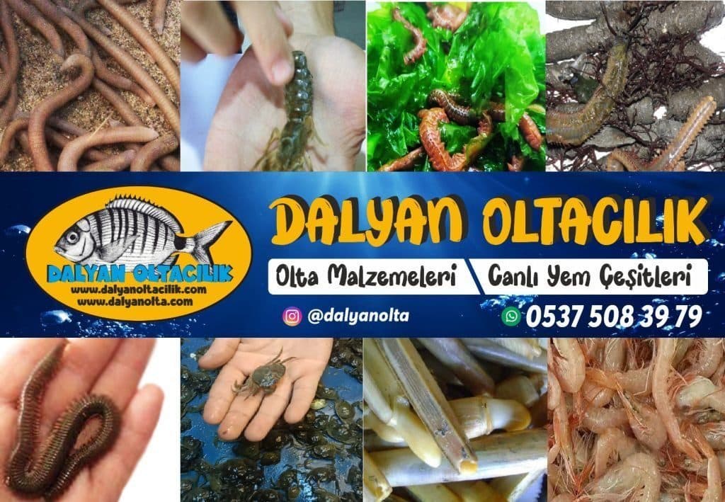 Zengin Canlı Yem ve Kabuklu Çeşitliliği