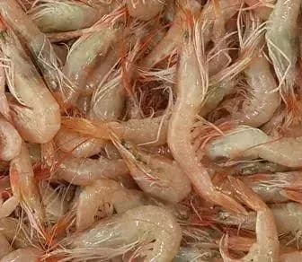 Uzmanından Arenicola ve Deniz Kurdu Çeşitleri
